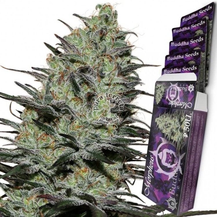 Morpheus CBD Buddha Seeds