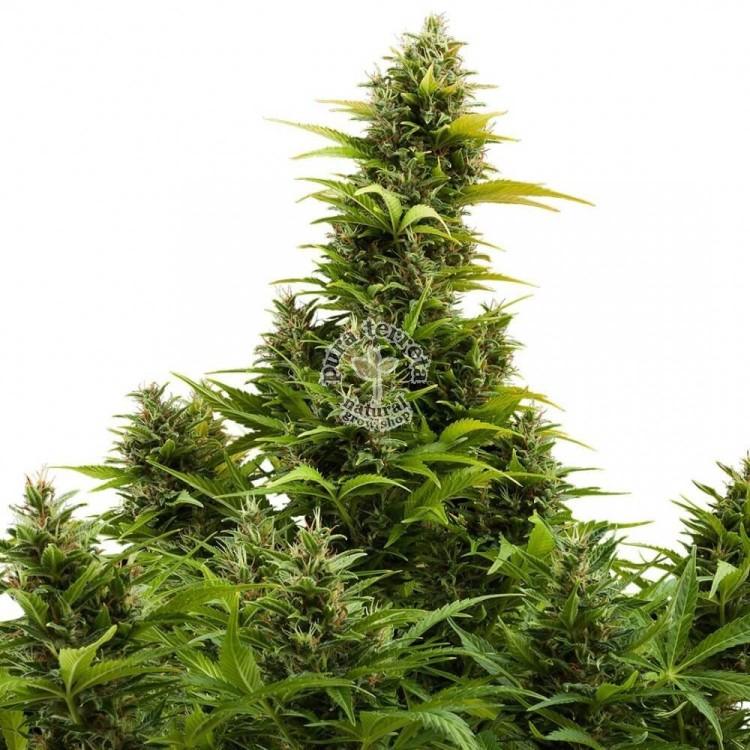 Buddha Medikit Auto CBD Buddha Seeds