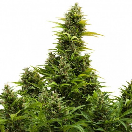 Buddha Medikit Auto CBD Buddha Seeds