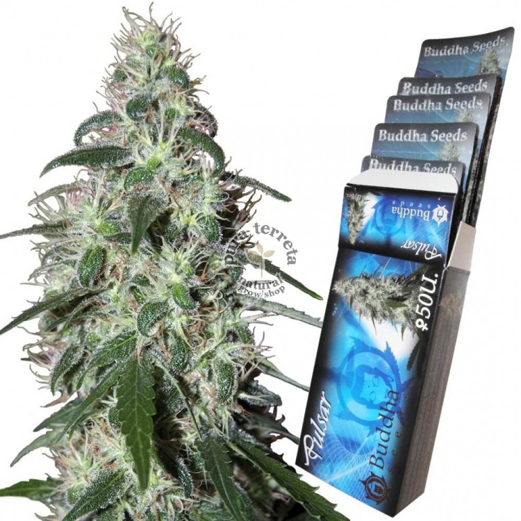 Pulsar Buddha Seeds