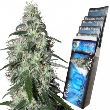 Pulsar Buddha Seeds