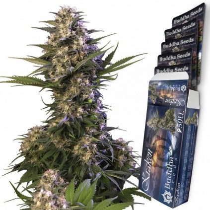 Kraken Buddha Seeds