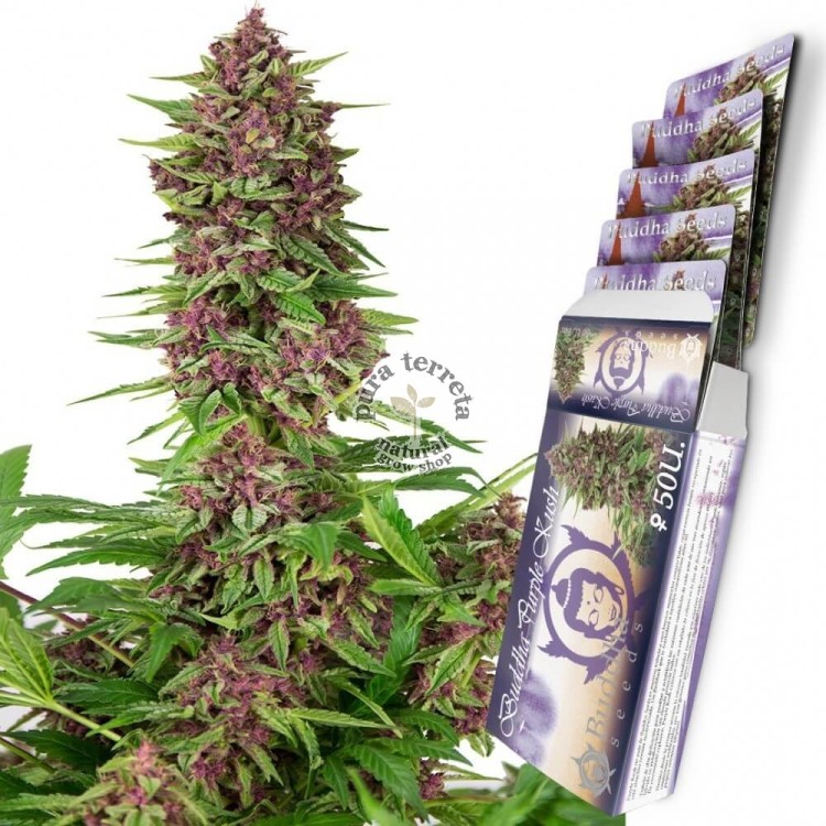 Purple Kush Auto Buddha Seeds