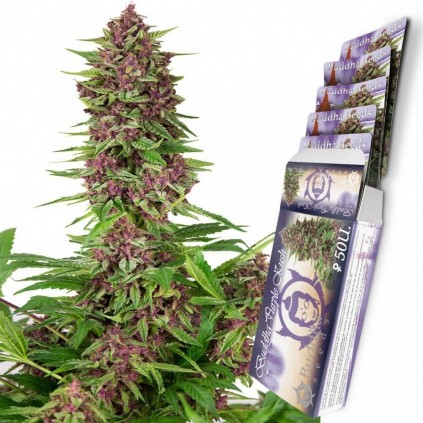 Purple Kush Auto Buddha Seeds