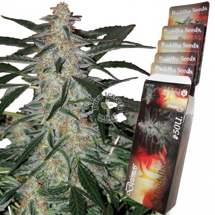 Deimos Auto Buddha Seeds