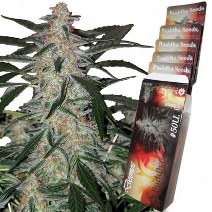 Deimos Auto Buddha Seeds