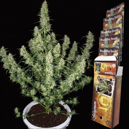 Magnun Auto Buddha Seeds