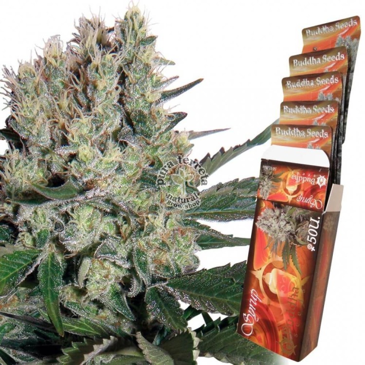 Syrup Auto Buddha Seeds
