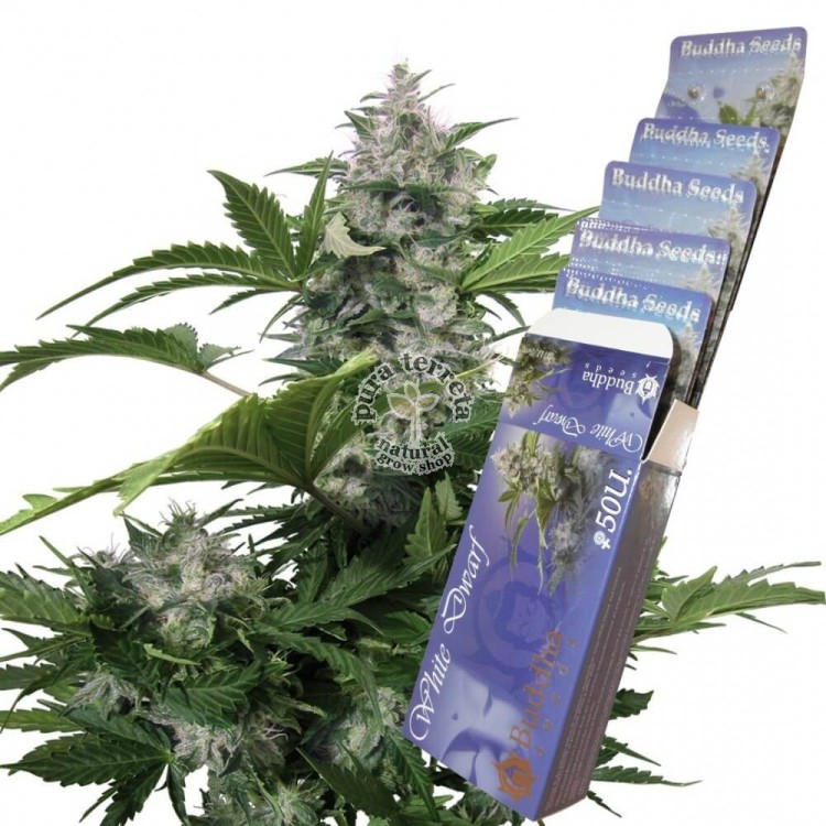 White Dwarf Auto Buddha Seeds