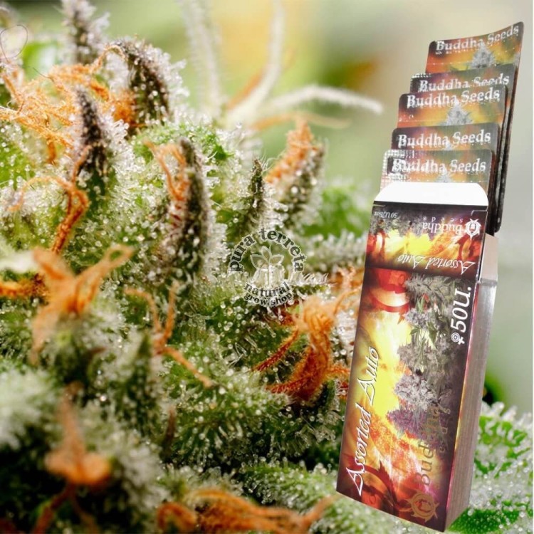 Assorted Auto Buddha Seeds
