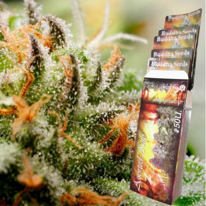 Assorted Auto Buddha Seeds