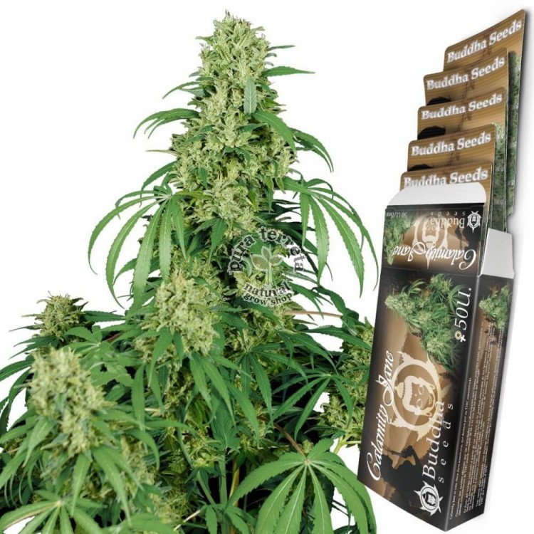 Calamity Jane Auto Buddha Seeds