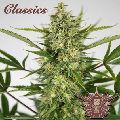 Buddha Auto Ak Buddha Seeds