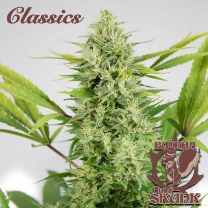 Buddha Auto Skunk Buddha Seeds