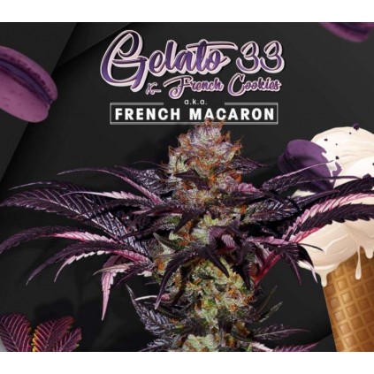 French Macaron Gelato 33 T.H. Seeds