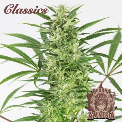 Buddha Auto Amnesia Buddha Seeds