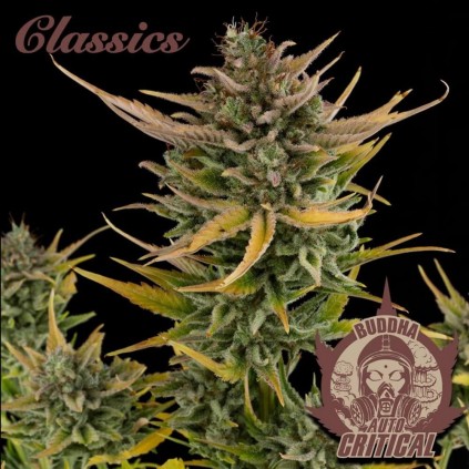 Buddha Auto Critical Buddha Seeds