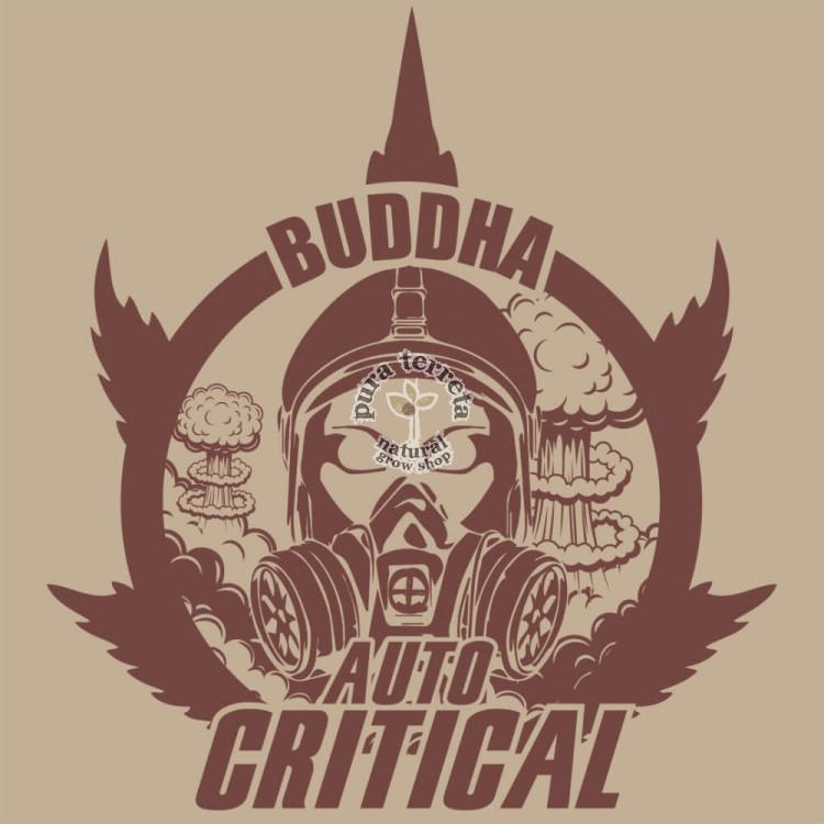 Buddha Auto Critical Buddha Seeds