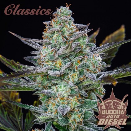 Buddha Auto Diesel Buddha Seeds