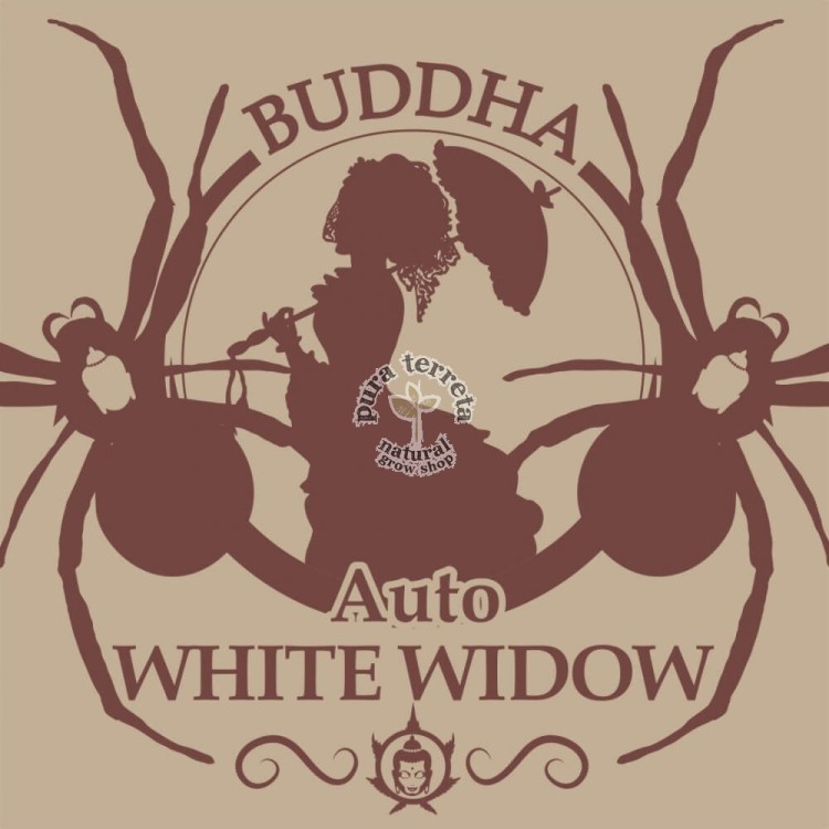 Buddha Auto Widow Buddha Seeds