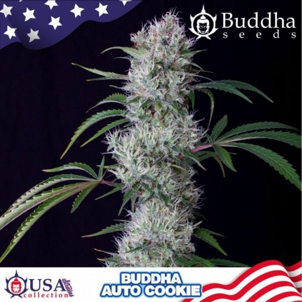 Buddha Auto Cookie Buddha Seeds