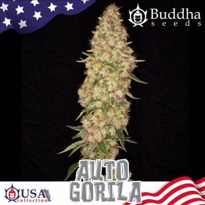 Buddha Auto Gorila Buddha Seeds