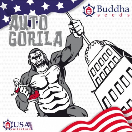 Buddha Auto Gorila Buddha Seeds