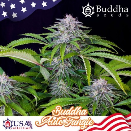 Buddha Auto Tangie Buddha Seeds