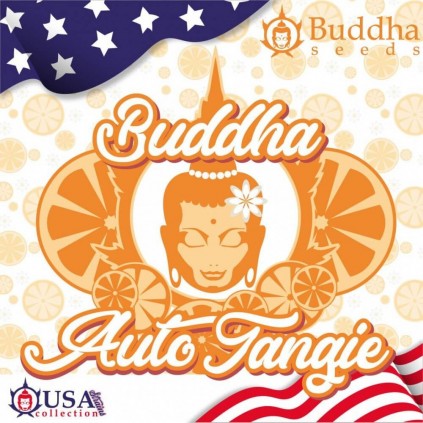 Buddha Auto Tangie Buddha Seeds