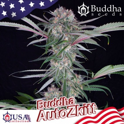 Buddha Auto Zkitt Buddha Seeds