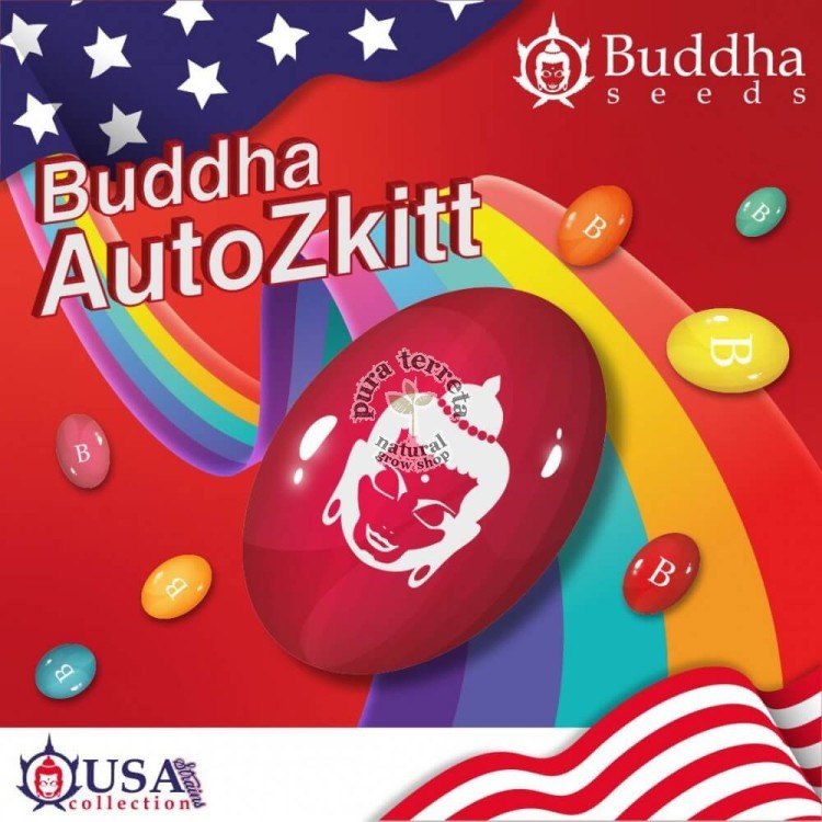 Buddha Auto Zkitt Buddha Seeds