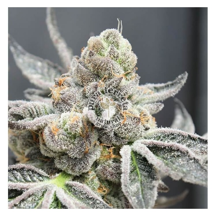 Break Pad Breath Ripper Seeds