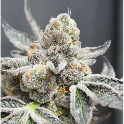 Break Pad Breath Ripper Seeds