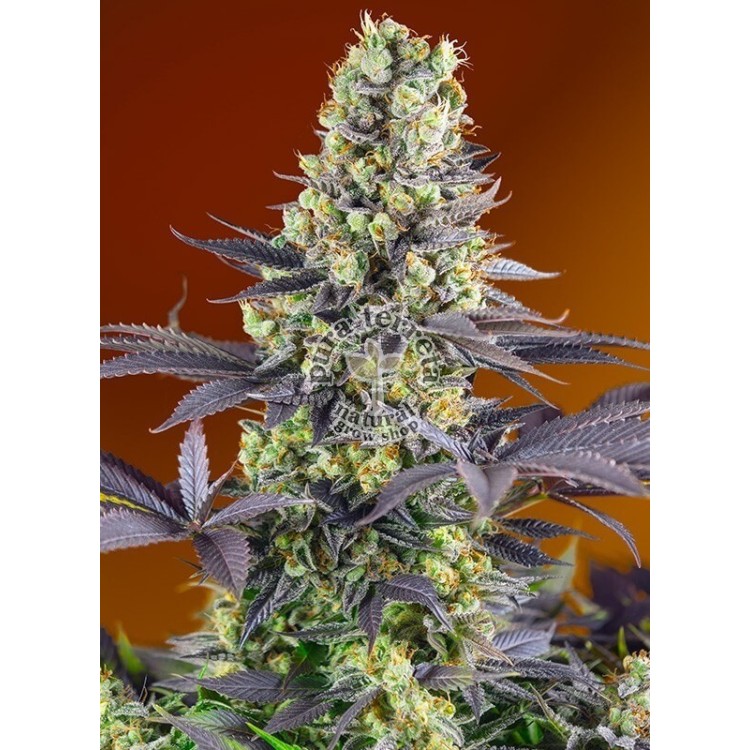 Sweet Zenzation Sweet Seeds
