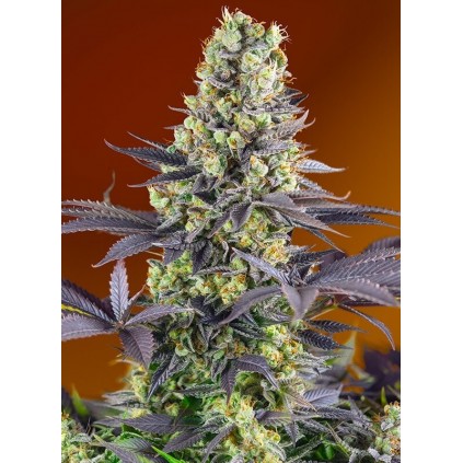 Sweet Zenzation Sweet Seeds