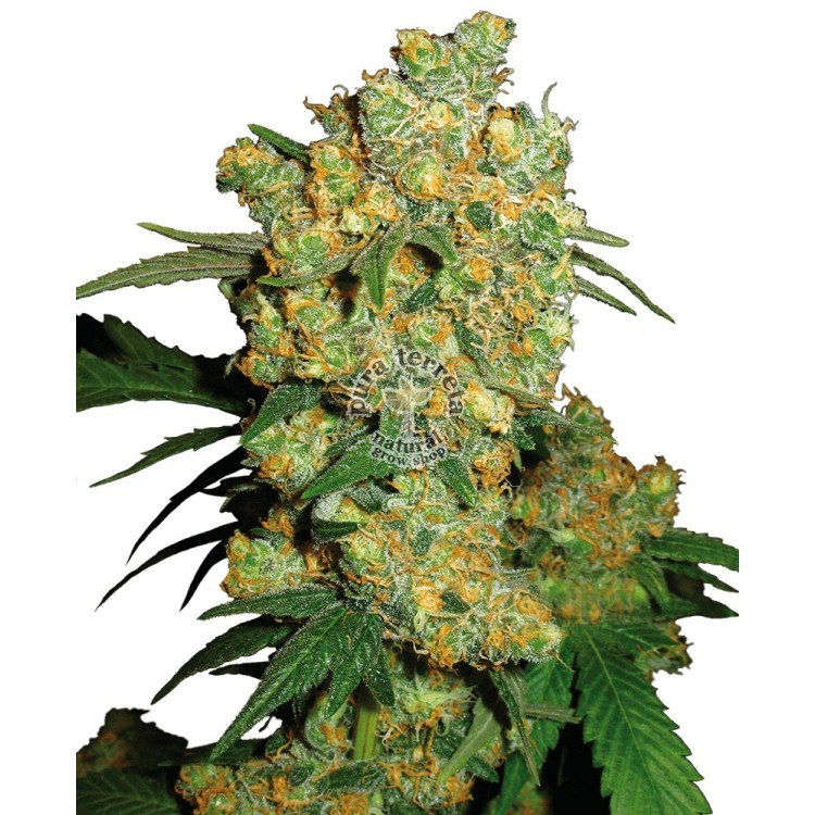 Big Bud Regular Sensi Seeds Bank