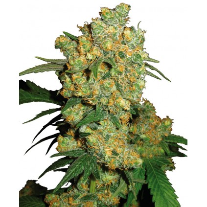 Big Bud Regular Sensi Seeds Bank