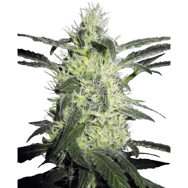Silver Haze Regular Sensi Seeds Bank 