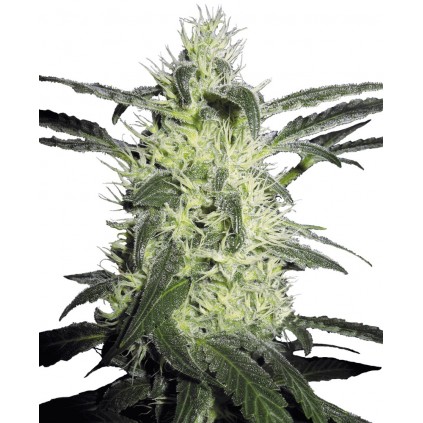 Silver Haze Regular Sensi Seeds Bank 