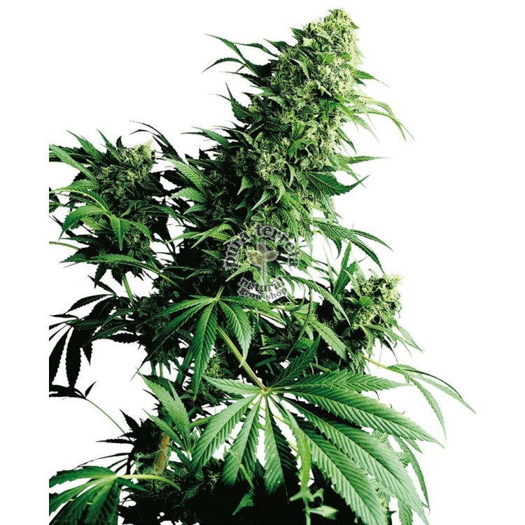 Shiva Shanti Regular Sensi Seeds Bank 