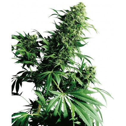 Shiva Shanti Regular Sensi Seeds Bank 