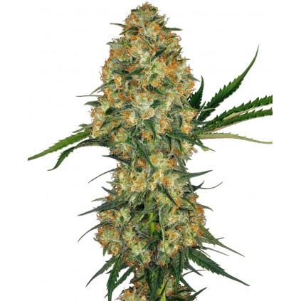Hindu Kush Regular Sensi Seeds Bank 