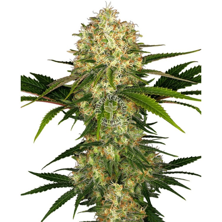 Afgani 1 Regular Sensi Seeds Bank 