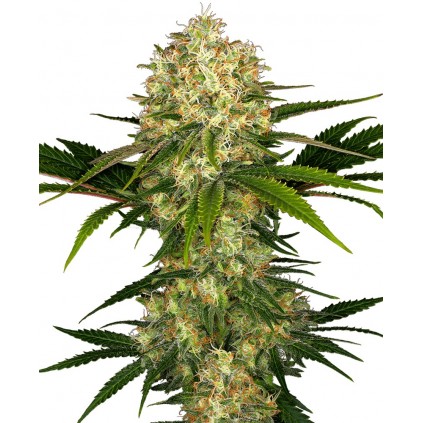 Afgani 1 Regular Sensi Seeds Bank 