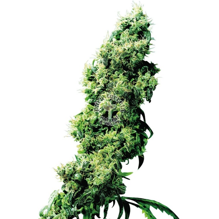 Four Way Regular Sensi Seeds Bank 