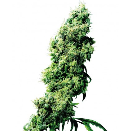Four Way Regular Sensi Seeds Bank 