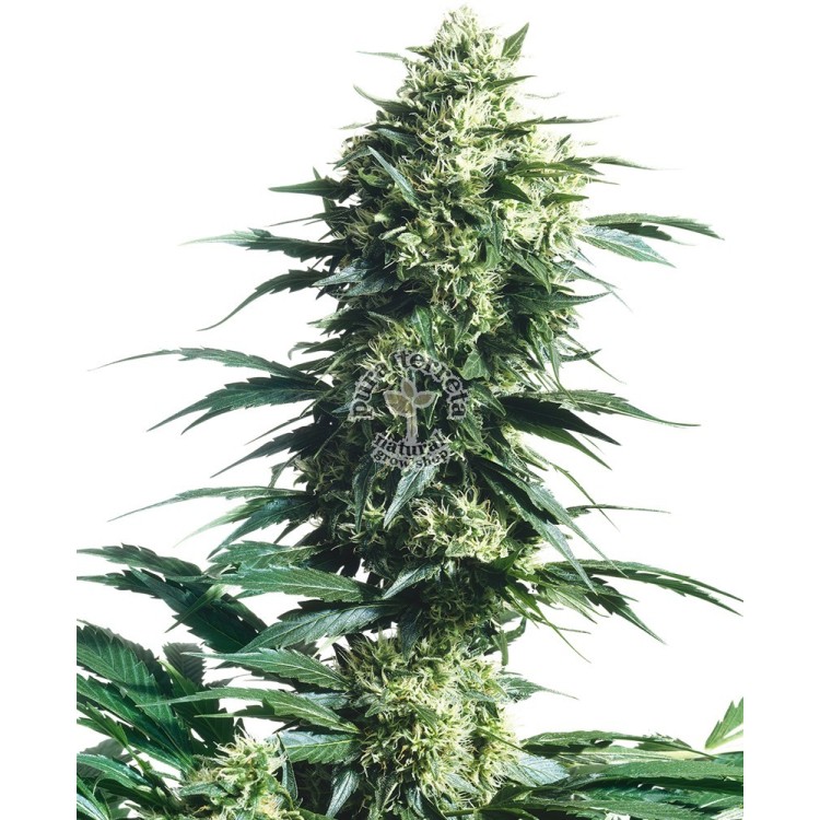 Mothers Finest Regular Sensi Seeds Bank 
