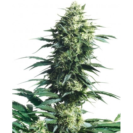 Mothers Finest Regular Sensi Seeds Bank 