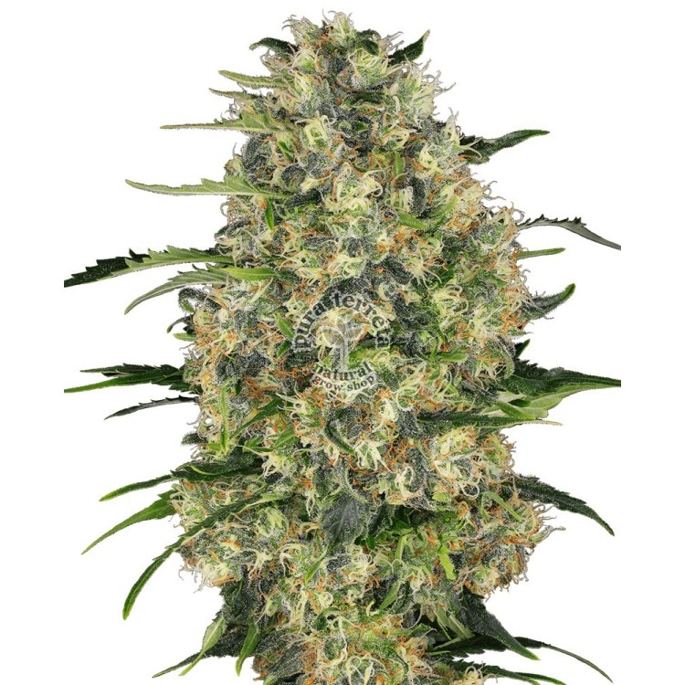 Black Domina Regular Sensi Seeds Bank 