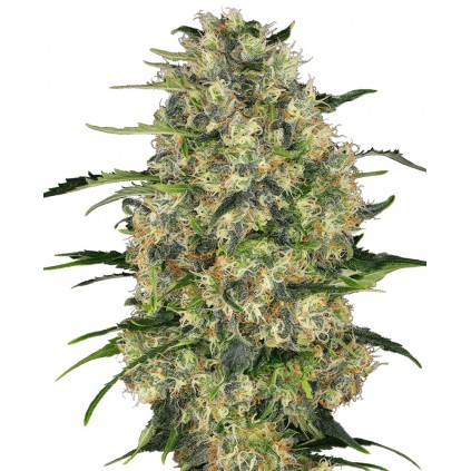 Black Domina Regular Sensi Seeds Bank 